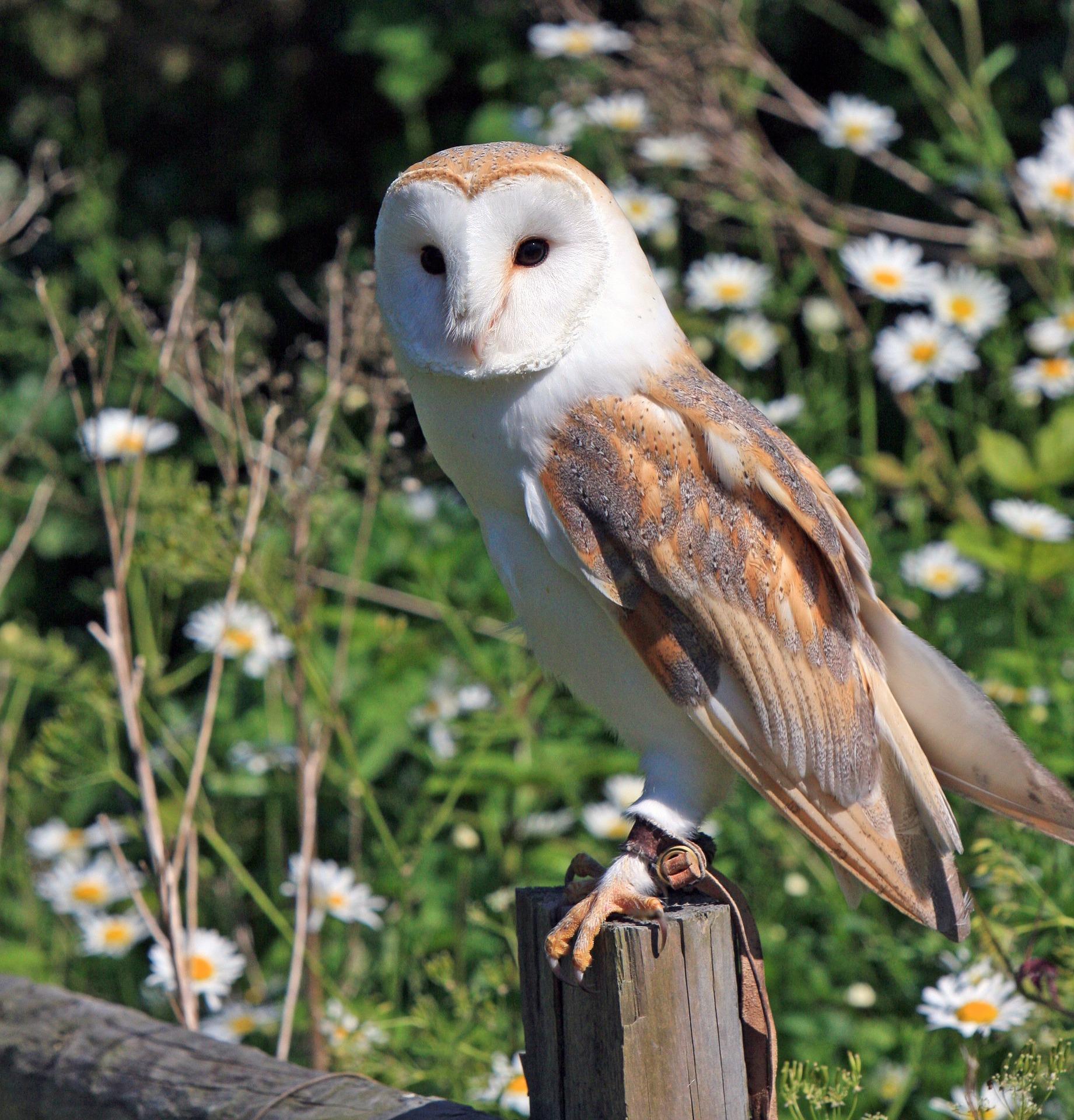 Owl standing on a wooden post
