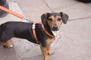 Dog on a lead