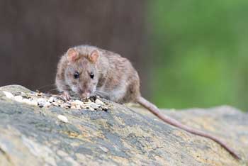 Brown rat on a wall
